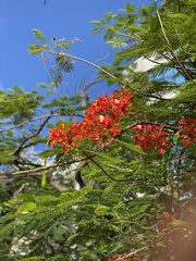 Delonix regia