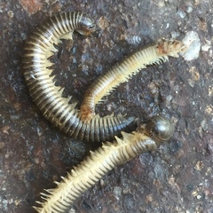 Ommatoiulus oxypygus