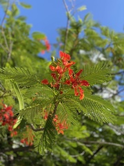 Delonix regia