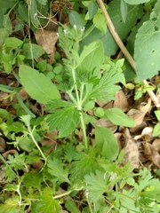 Ammoselinum butleri
