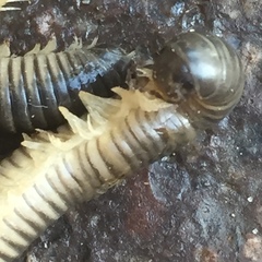 Ommatoiulus oxypygus