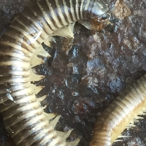 Ommatoiulus oxypygus