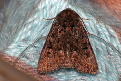 Oligia latruncula