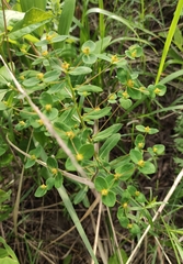 Euphorbia jenisseiensis