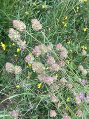 Angiospermae