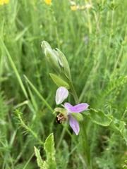 Ophrys apifera