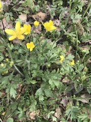 Ranunculus occidentalis