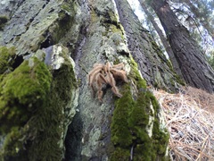 Grammostola