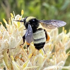 Bombus pensylvanicus image