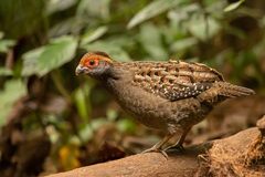 Odontophorus capueira