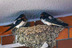 Hirundo rustica gutturalis