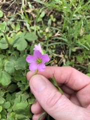 Ionoxalis