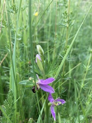 Ophrys apifera