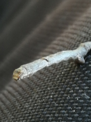 Hypomecis punctinalis