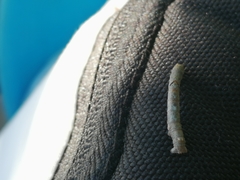 Hypomecis punctinalis