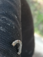 Hypomecis punctinalis