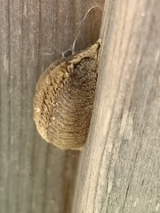 Mantis religiosa