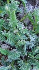 Anthyllis montana