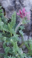 Anthyllis montana