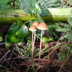 Agaricales