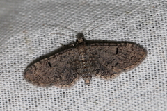 Eupithecia ultimaria
