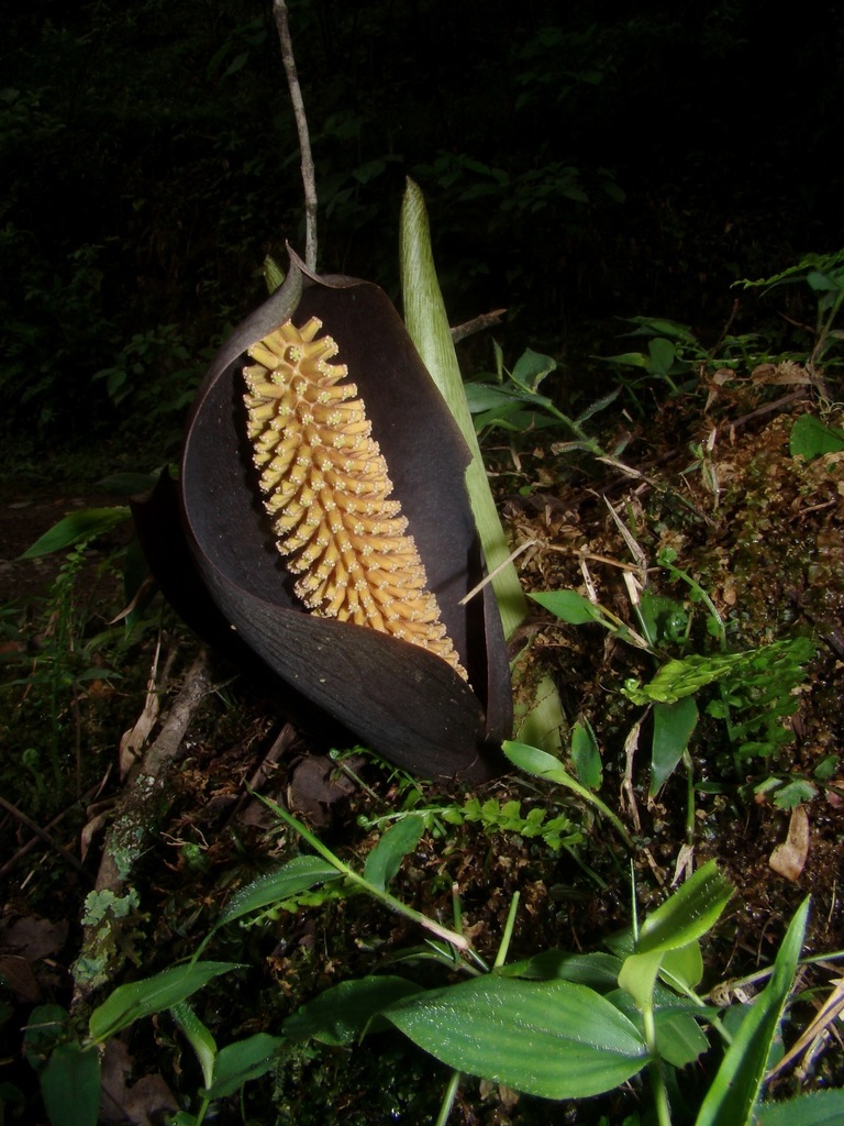 Gorgonidium vermicidum (Gorgonidium vermicidum)