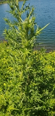 Cirsium