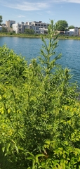 Cirsium