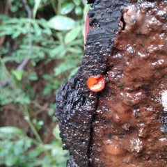 Fungi