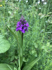 Dactylorhiza praetermissa