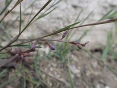 Polygala tenuifolia