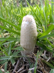 Coprinus comatus