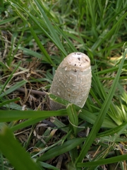 Coprinus comatus