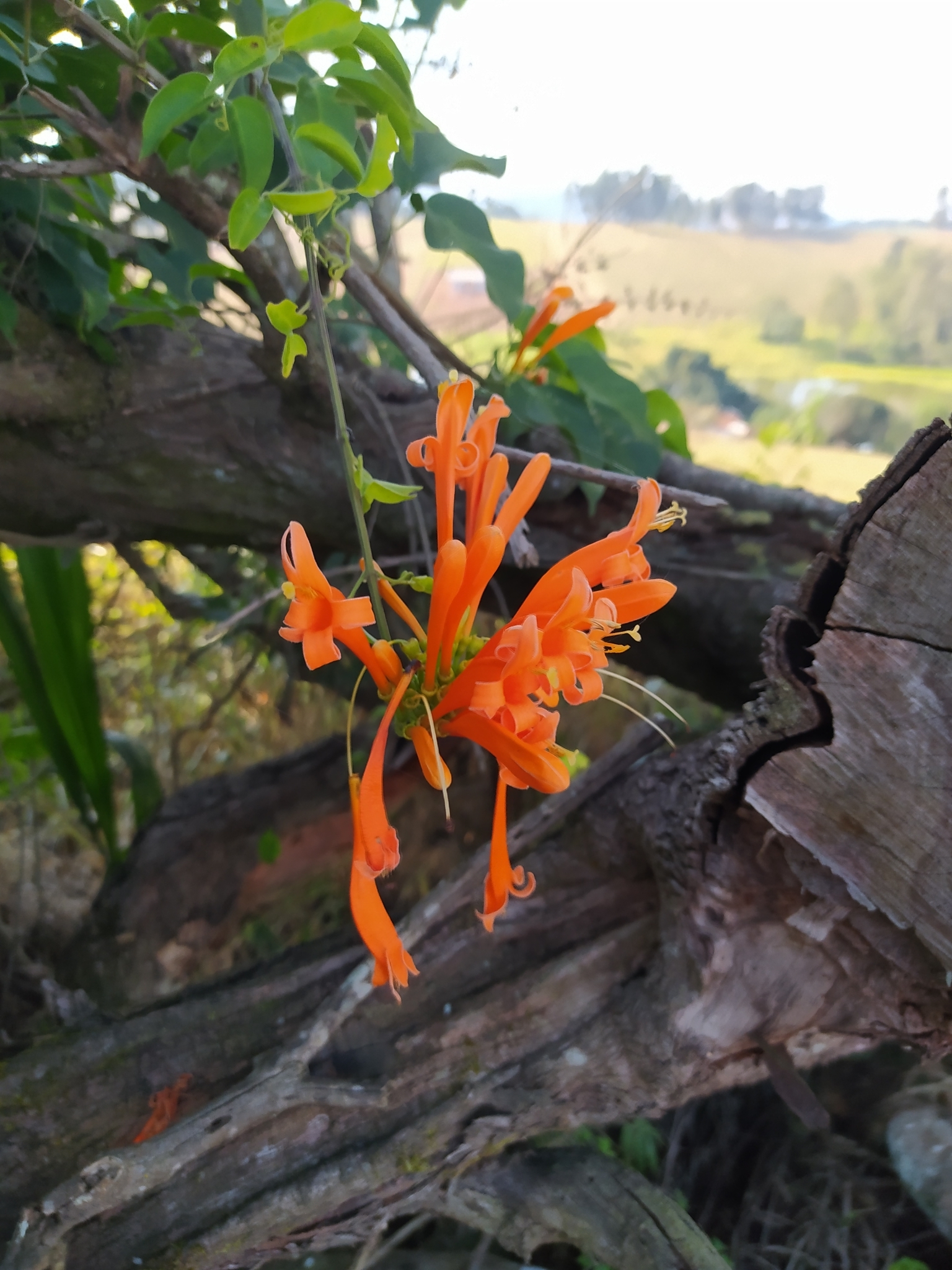 Pyrostegia venusta