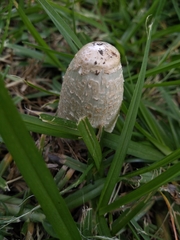 Coprinus comatus