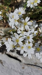 Cerastium apuanum