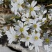 Cerastium apuanum - Photo 由 Franco Colnago 所上傳的 (c) Franco Colnago，保留部份權利CC BY-NC