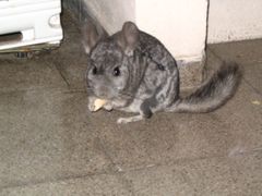 Chinchilla