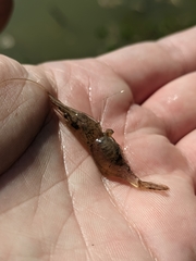 Palaemon antennarius