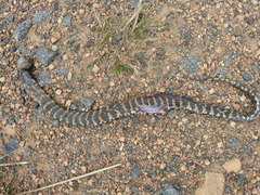 Hemachatus haemachatus