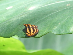 Lasippa tiga siaka