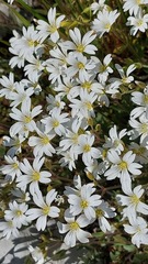 Cerastium apuanum