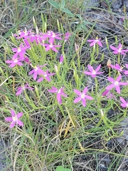 Zeltnera beyrichii