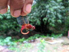 Libellulidae