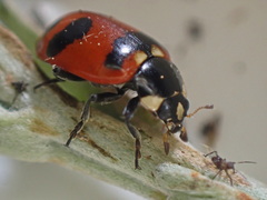 Hippodamia moesta bowditchi