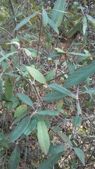 Frangula californica tomentella