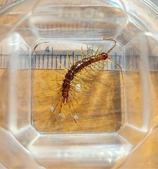 Zygethobius pontis