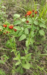 Tephroseris porphyrantha