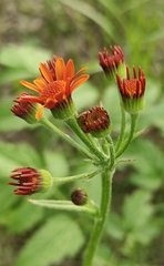 Tephroseris porphyrantha