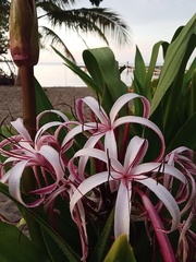 Crinum × amabile